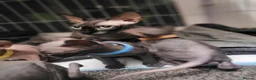 Sphynx cats for sale: 🐾 Exceptional Sphynx Kittens  🐾 - Advert 3