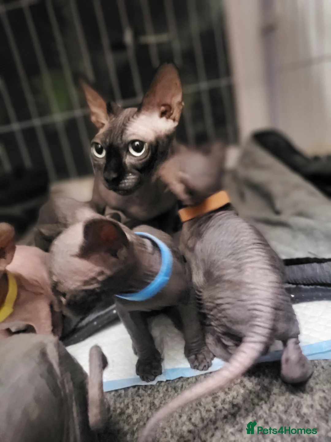 Sphynx cats for sale: Reduced price! 🐾Last boy available🐾 - Advert 3