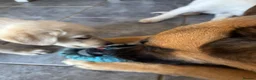 Sheprador dogs for sale: 7 Cute Shepradors ready to leave  - Advert 14