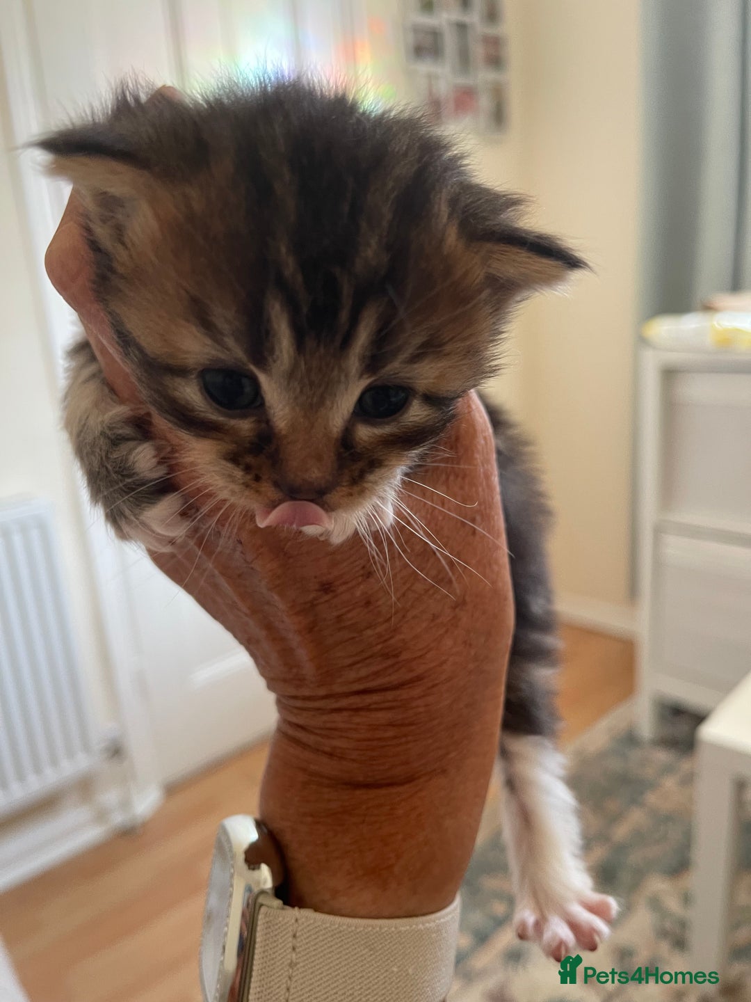 British Shorthair cats for sale: Gorgeous kittens - Image 9
