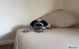 Cocker Spaniel dogs for sale: blue roam cocker spaniels - Image 10