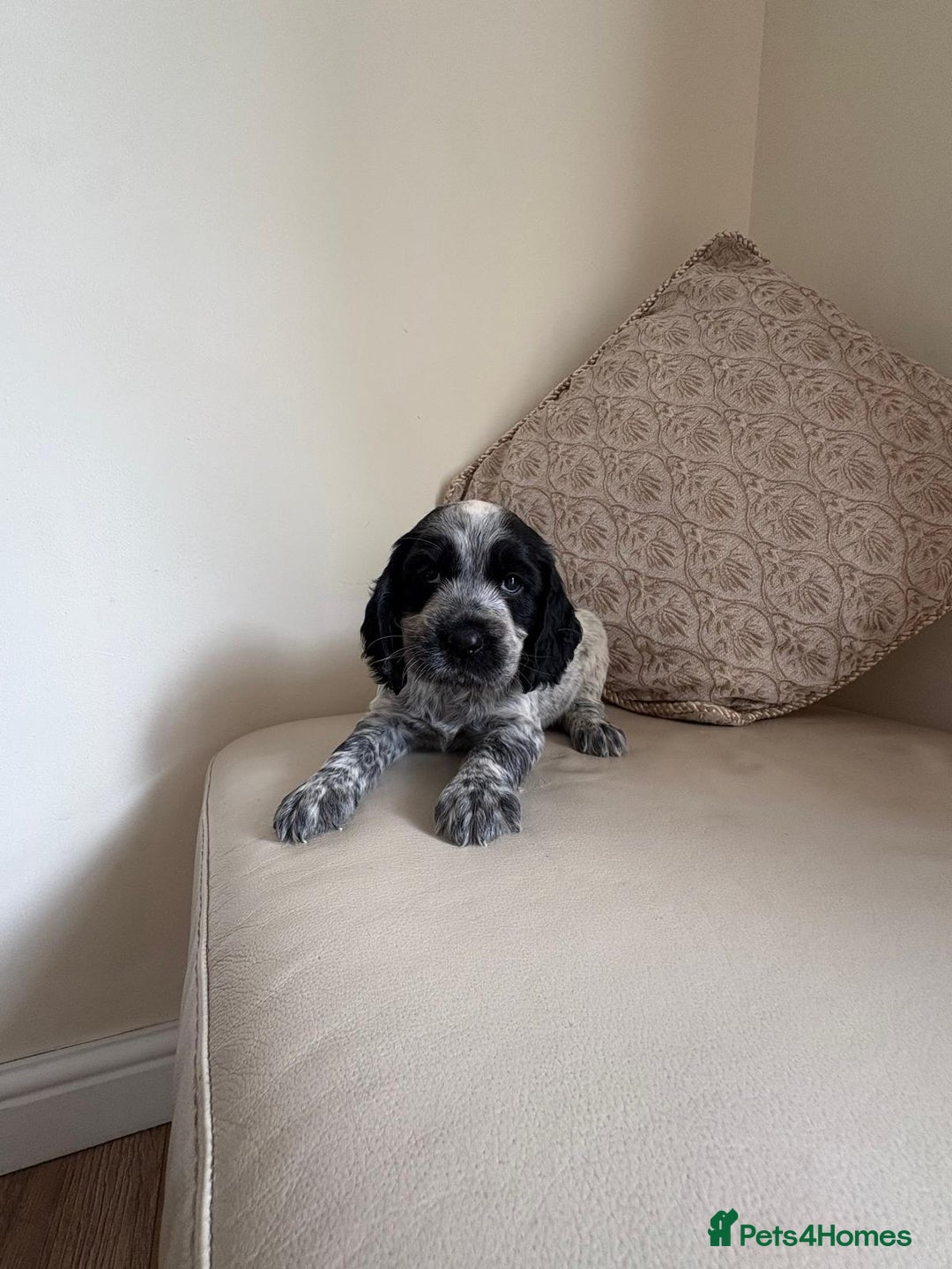 Cocker Spaniel dogs for sale: blue roam cocker spaniels - Image 10