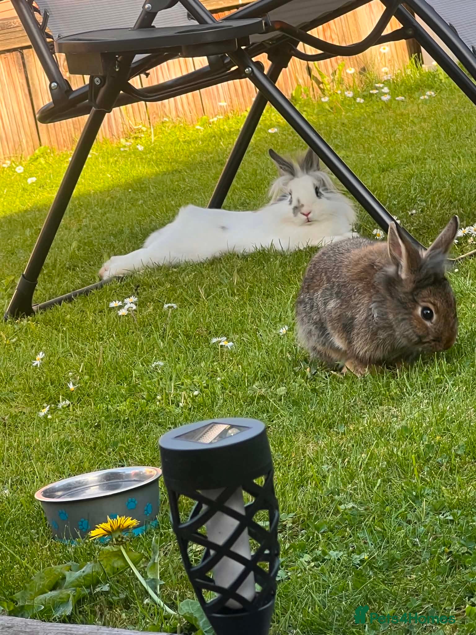 Mixed Breed rabbits Adorable Pair of Bunnies For sale 🤩 - Advert 1