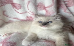 Ragdoll cats for sale: Ragdoll kittens  - Image 1