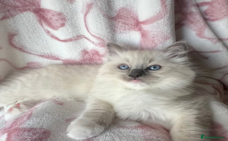 Ragdoll cats - Advert 15