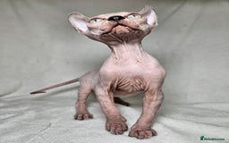Sphynx cats for sale: Charming Tortie Kitten with TICA is ready now! - Image 9