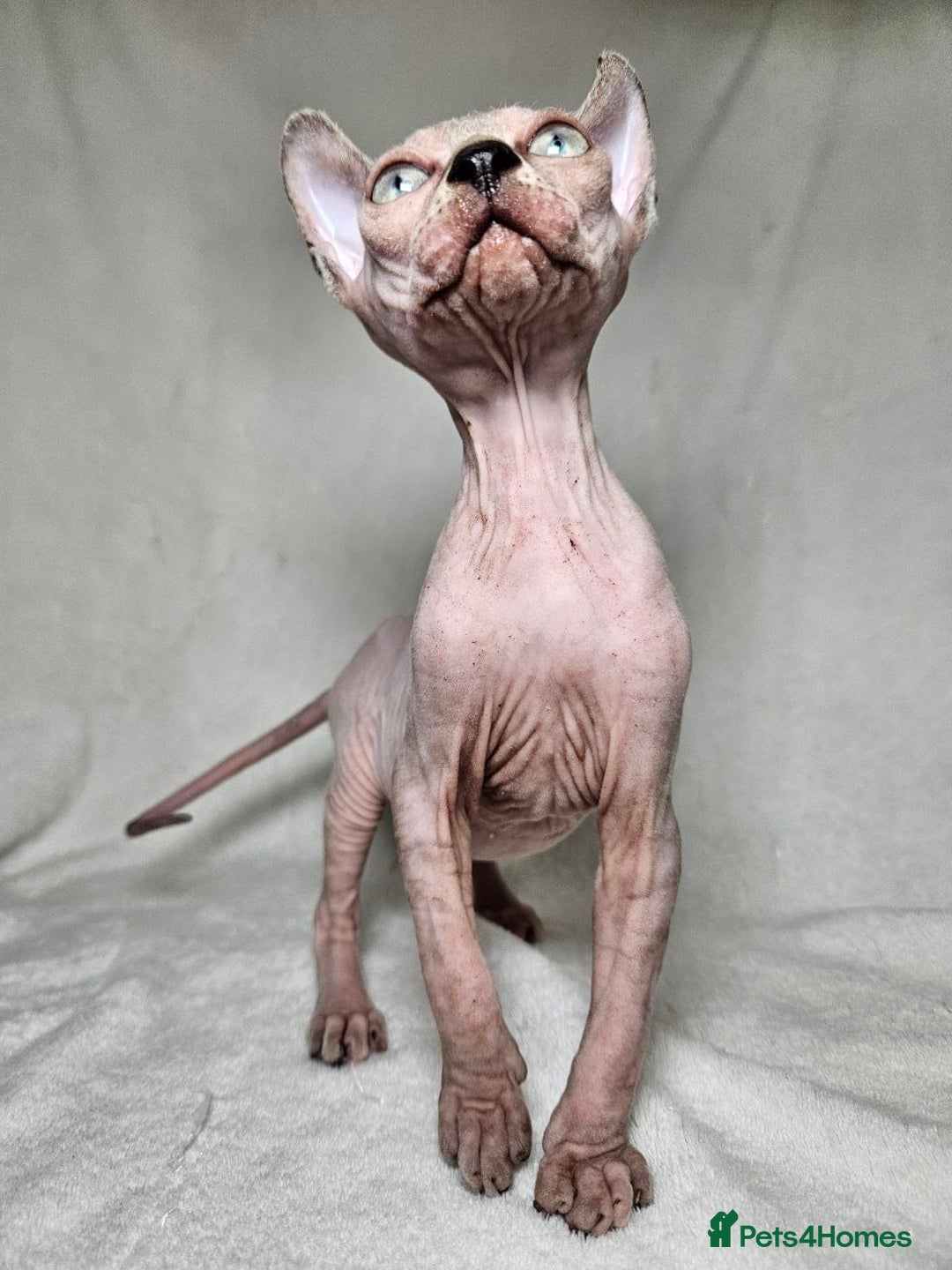 Sphynx cats for sale: Charming Tortie Kitten with TICA is ready now! - Image 9