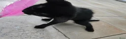 Mixed Breed cats for sale: Beautiful Black Kittens - Advert 4