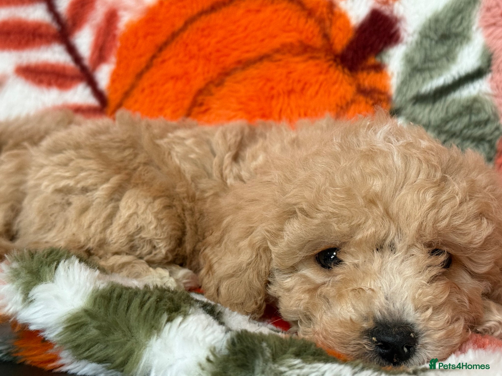 Maltipoo dogs Outstanding Maltipoo Puppies ready now  - Advert 2