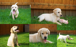 Labrador Retriever dogs for sale: Exceptional Health Tested KC Labrador Puppies - Image 4
