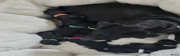 Patterdale Terrier dogs for sale: Patterdale pups - Advert 3