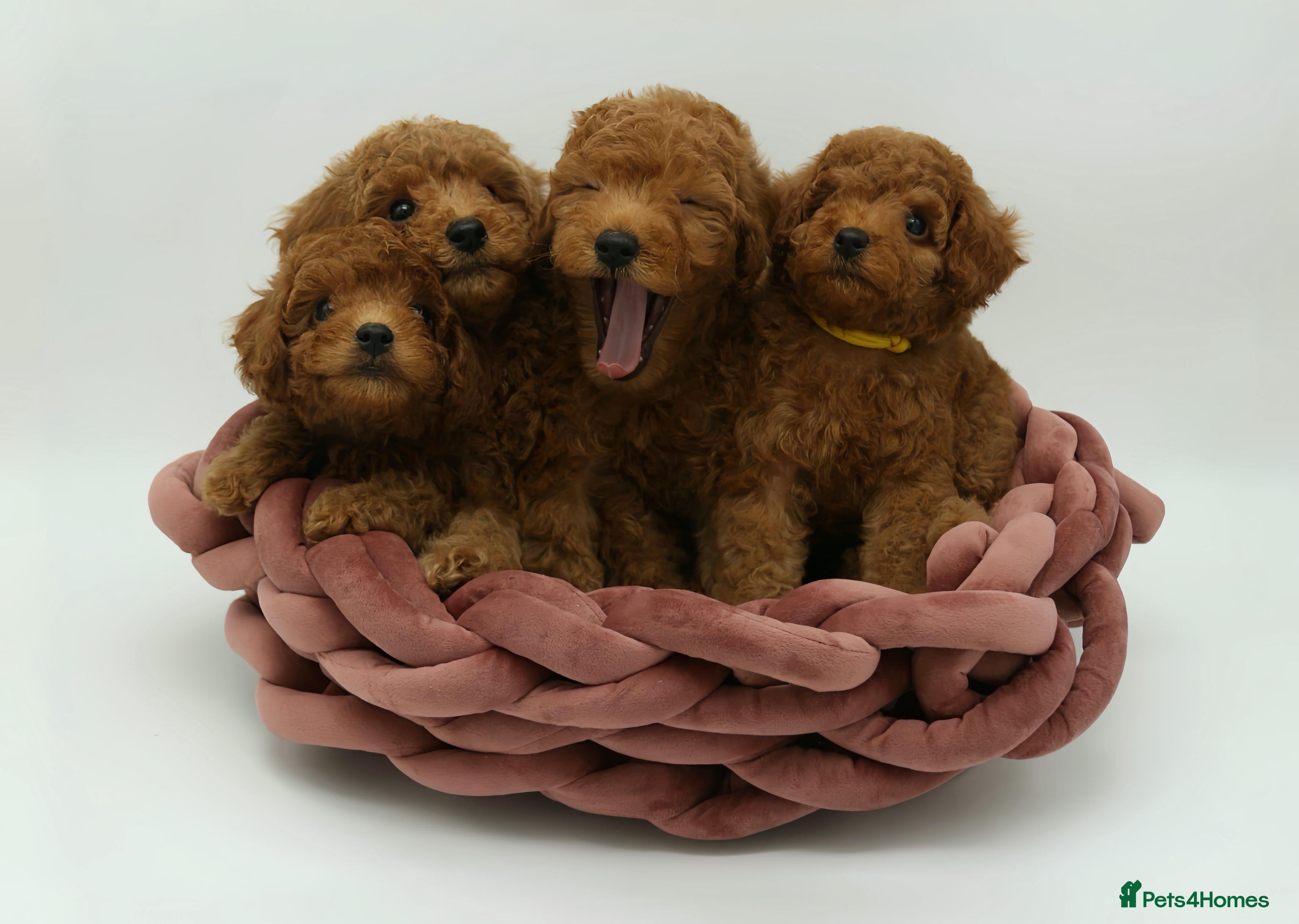 Toy Poodle dogs ❤️ Asian Red Toy Poodle Puppies, only 2 left  ❤️ - Advert 3