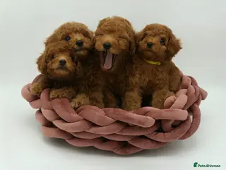 Toy Poodle dogs ❤️ Asian Red Toy Poodle Puppies, only 2 left ❤️ - Advert 3