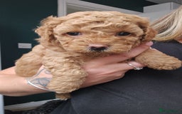Shihpoo dogs for sale: Toy poodle x  - Image 6