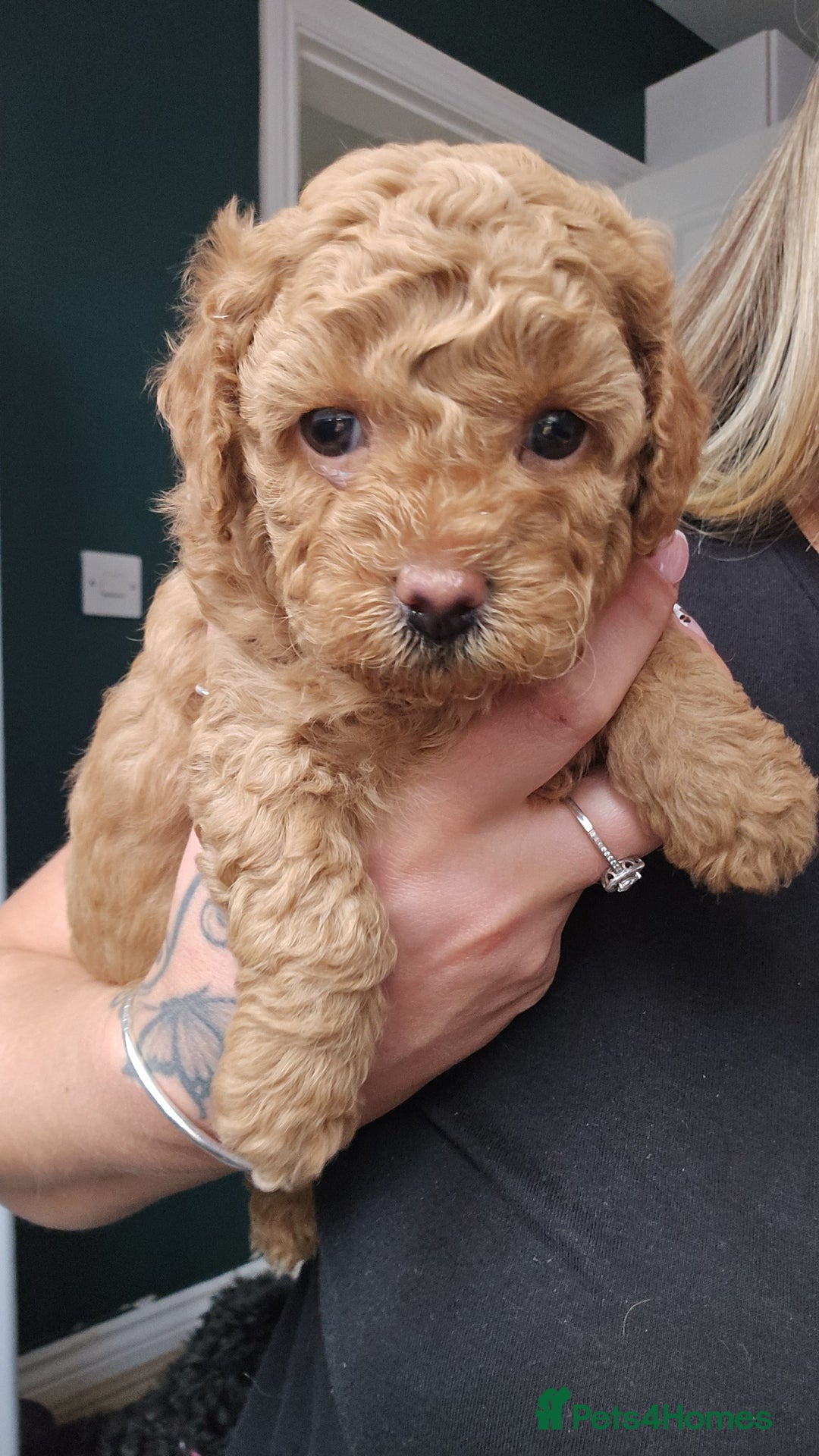 Shihpoo dogs for sale: Toy poodle x  - Image 6