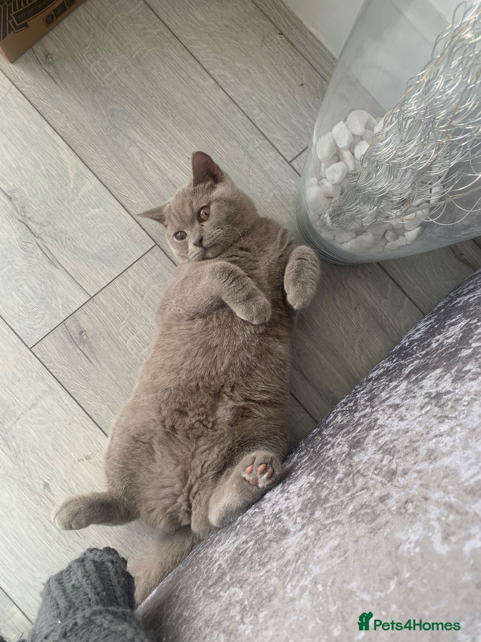 British Shorthair cats 3 year old bsh for sale - Advert 1