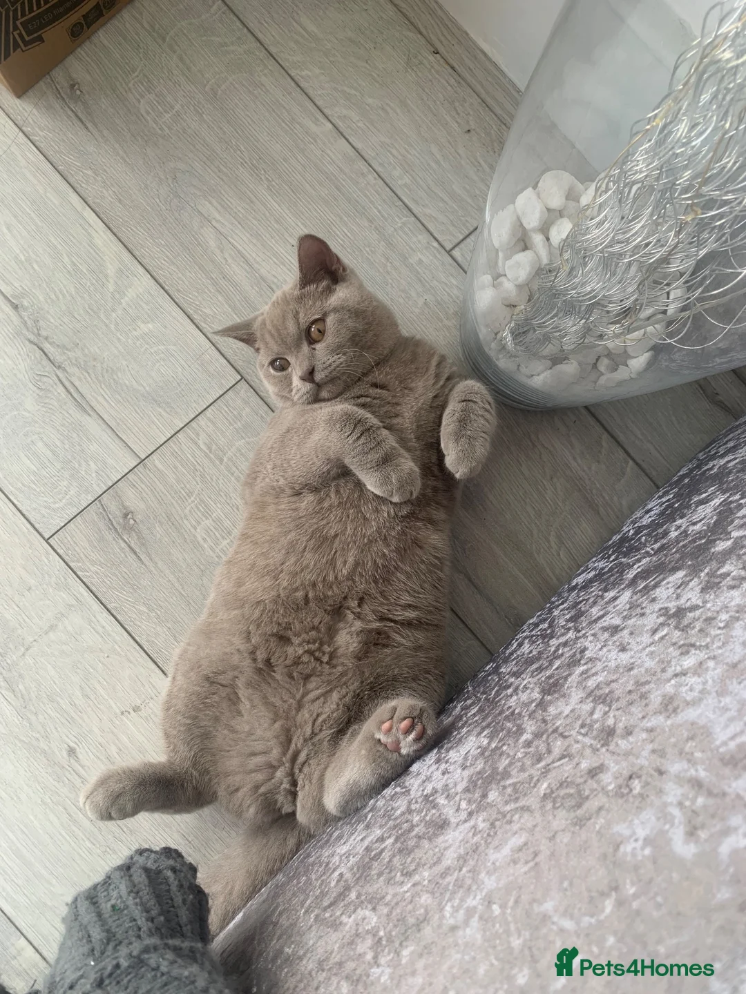 British Shorthair cats for sale: 3 year old bsh for sale - Advert 1