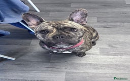 Mixed Breed dogs for sale: 1 year old dog in Skelmersdale - Image 5