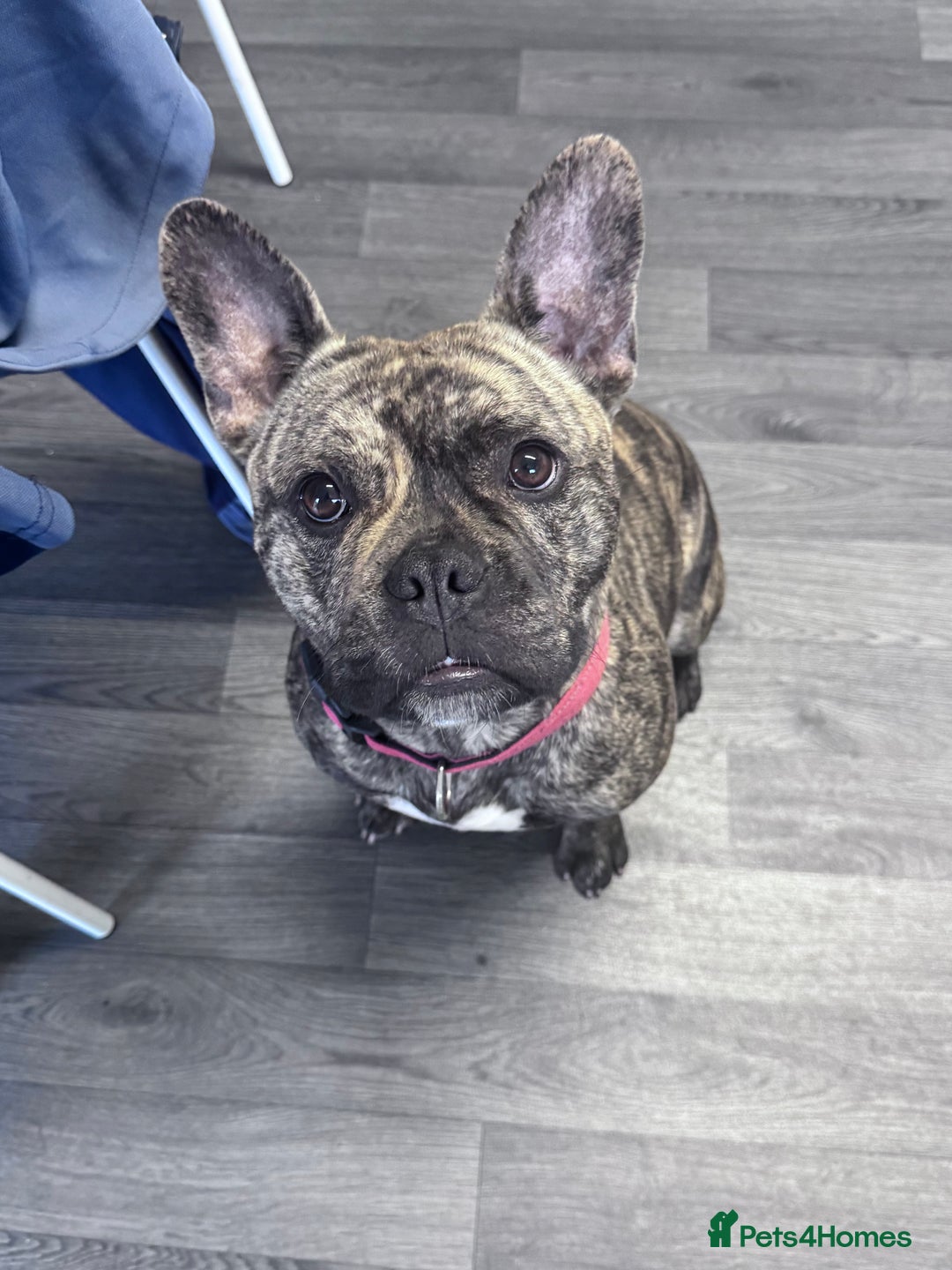 Mixed Breed dogs for sale: 1 year old dog in Skelmersdale - Image 5