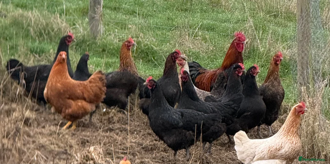 Chickens poultry for sale: Laying hens  - Advert 1