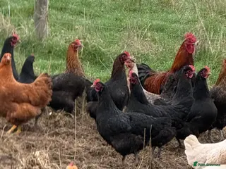 Chickens poultry Laying hens - Advert 3