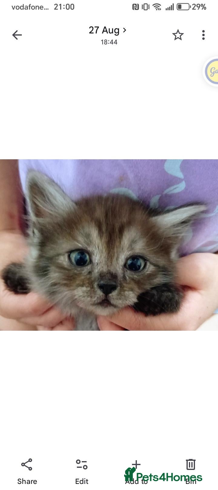 Mixed Breed cats Beautiful ragdoll x British short hair kittens  - Advert 11