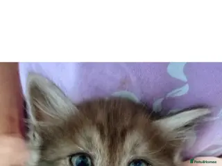 Mixed Breed cats Beautiful ragdoll x British short hair kittens - Advert 11