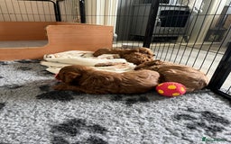 Cockapoo dogs for sale: Beautiful Red F1B Cockapoo puppies  - Image 12