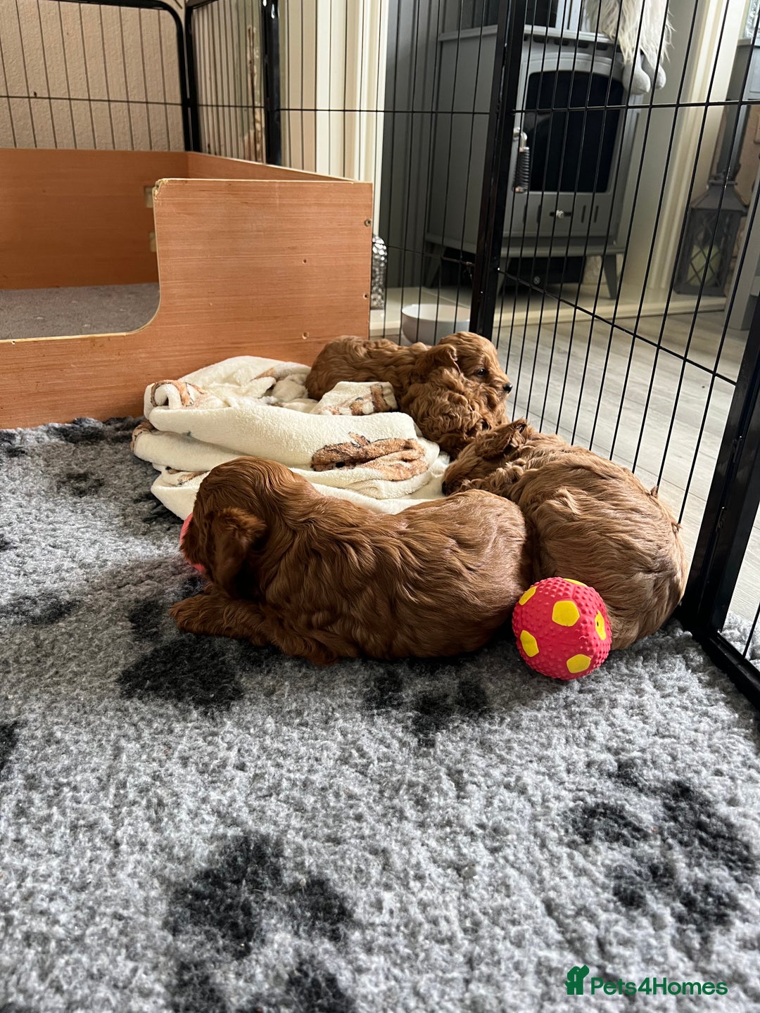 Cockapoo dogs for sale: Beautiful Red F1B Cockapoo puppies  - Image 12