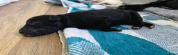 Mixed Breed dogs for sale: 🐾 Labrador × Whippet Puppies! 🐾 - Advert 20