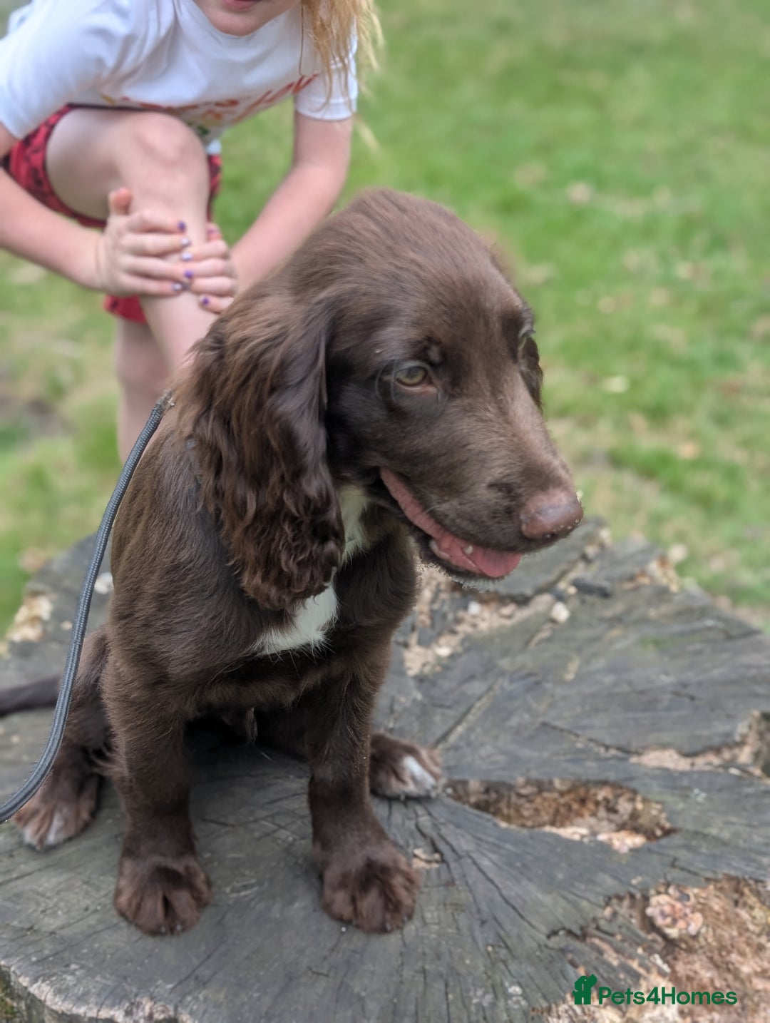 Sprocker dogs for sale: Male sprocker for sale £400 - Advert 7