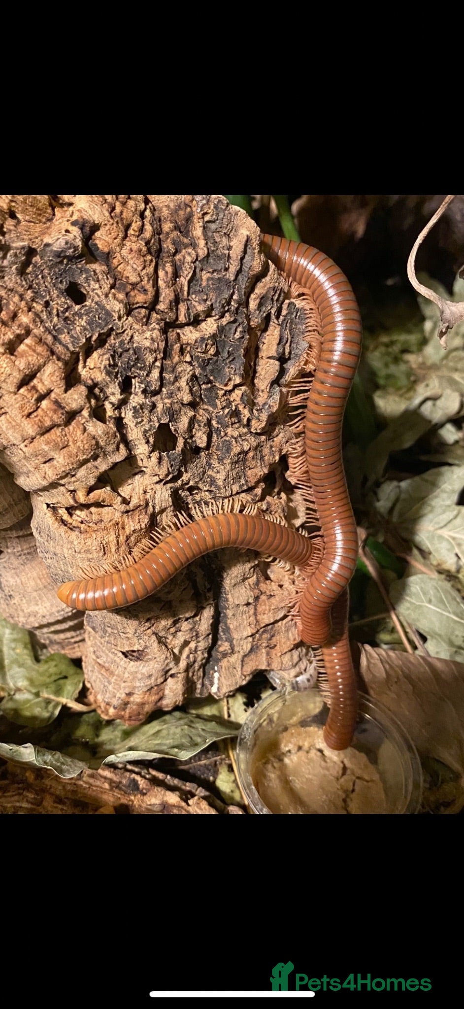 Millipedes invertebrates Burmese Beauty Millipedes - Advert 1