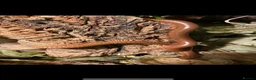 Millipedes invertebrates for sale: Burmese Beauty Millipedes in Dunstable - Advert 1