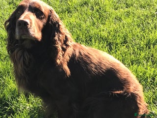 Cocker Spaniel dogs in Chichester - Advert 24