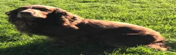 Cocker Spaniel dogs for stud: Working cocker stud dog in Chichester - Advert 1