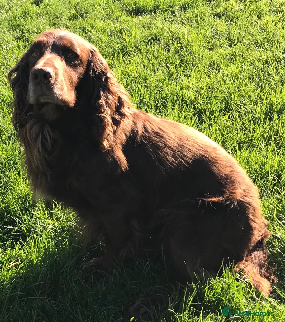 Cocker Spaniel dogs for stud: Working cocker stud dog in Chichester - Advert 1