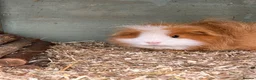 Guinea Pig rodents for sale: Swiss Sows For Sale - Advert 6
