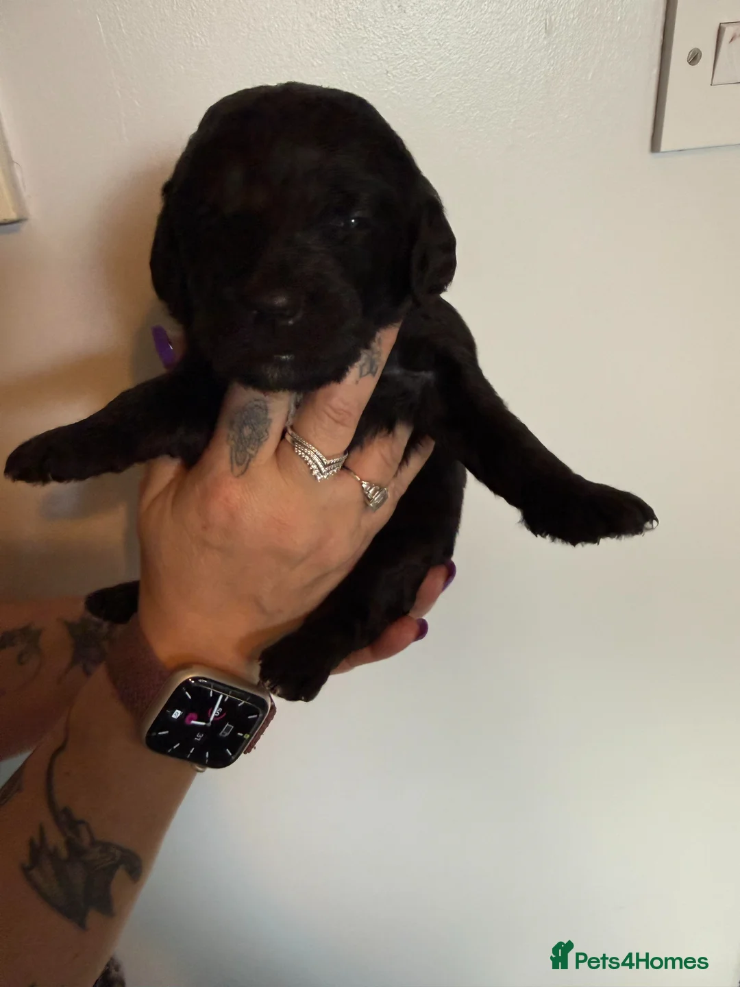 Labradoodle dogs for sale: F1B Labradoodle puppies in Milton Keynes - Advert 12