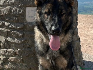 German Shepherd dogs in Telford - Advert 21