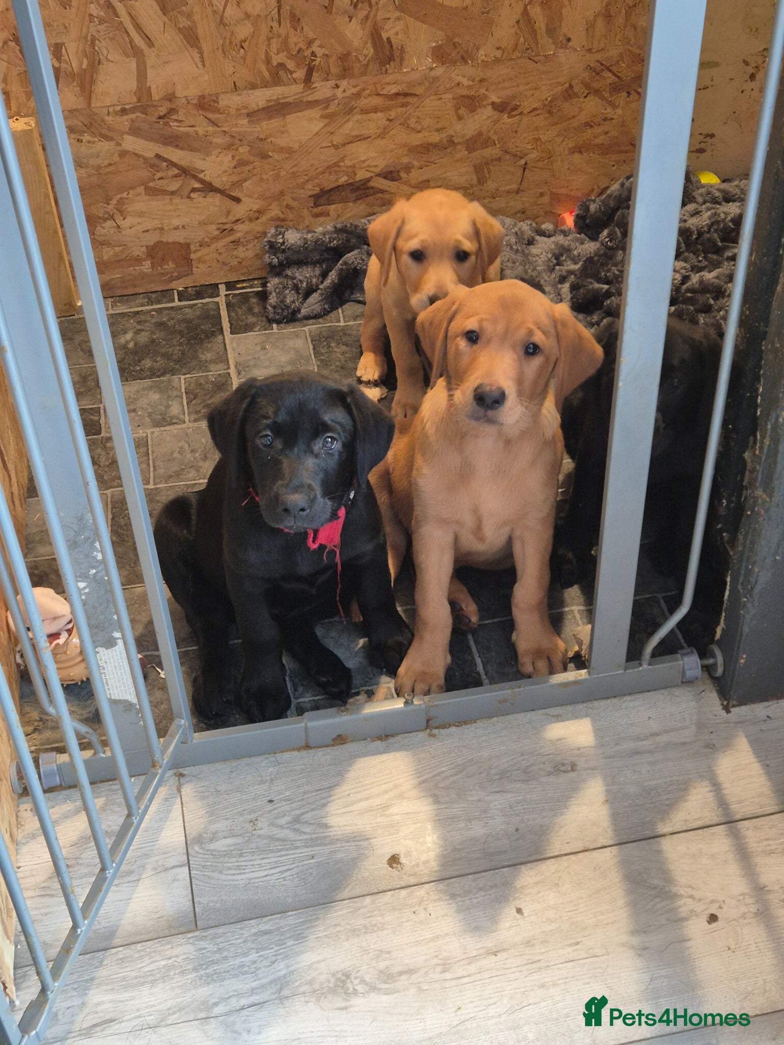 Labrador Retriever dogs Labrodor retriever kc REDUCE GIRL NEED A HOME NOW  - Advert 13