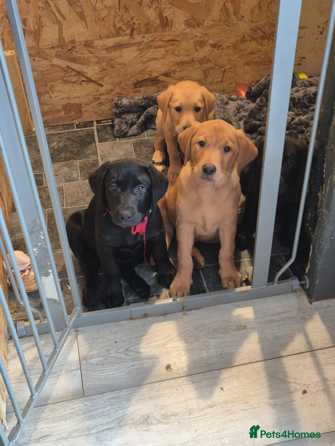 Labrador Retriever dogs for sale: Labrodor retriever kc REDUCE GIRL NEED A HOME NOW  - Advert 1
