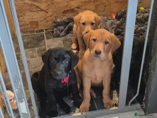 Labrador Retriever dogs Labrodor retriever kc REDUCE GIRL NEED A HOME NOW - Advert 13