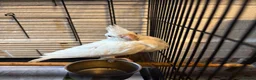Cockatiels birds for sale: Baby Cockatiels- Albino White - Advert 4