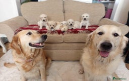 Golden Retriever dogs for sale: Golden Retriever Puppies - Mum & Dad family pets - Image 1