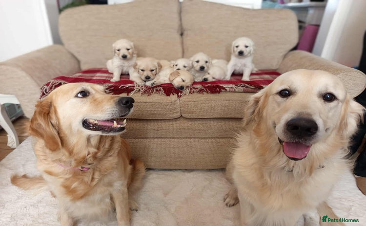 Golden Retriever dogs - Advert 5