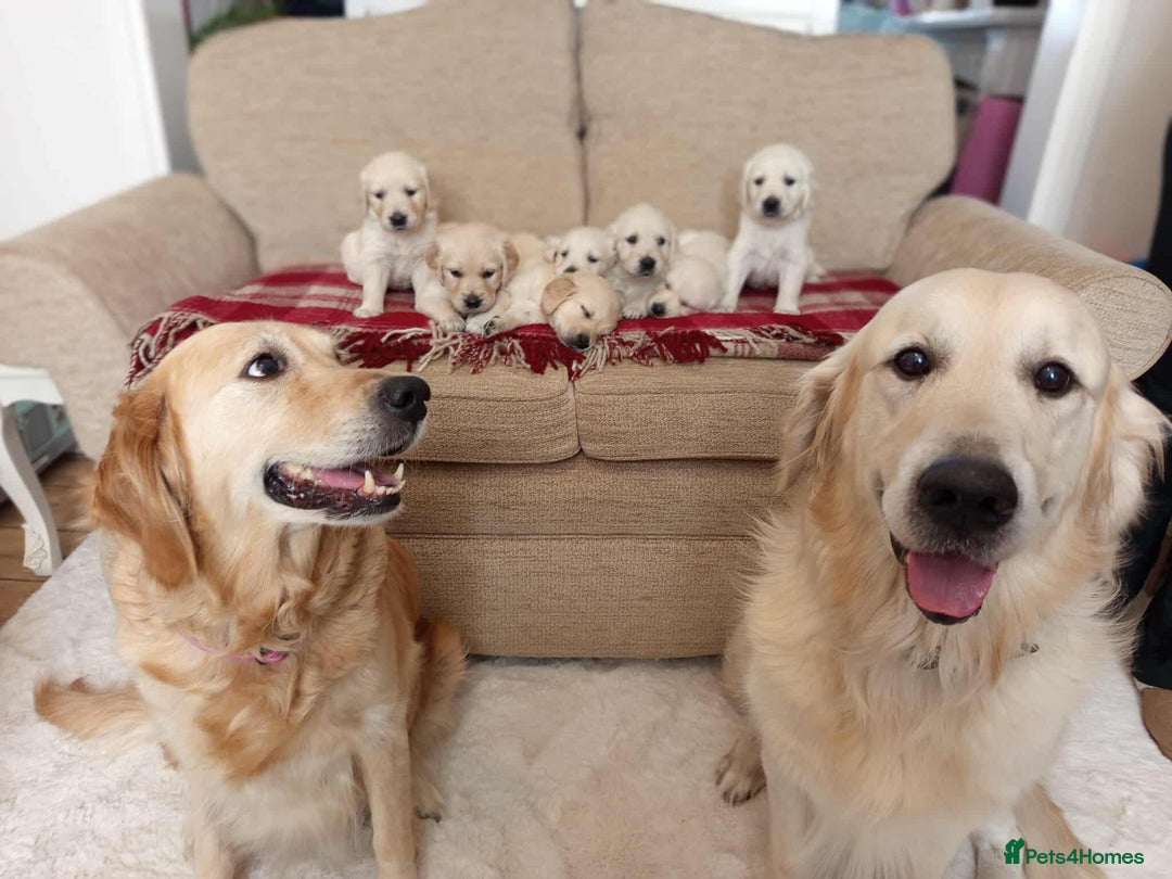 Golden Retriever dogs for sale: Golden Retriever Puppies - Mum & Dad family pets - Image 1