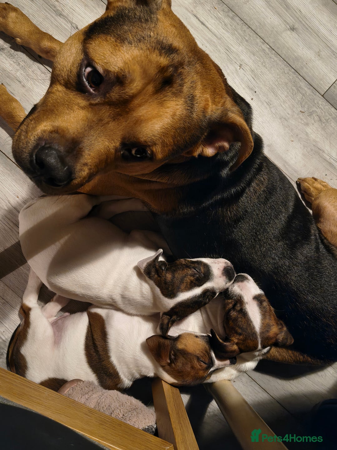 Mixed Breed dogs for stud: Stud  - Advert 3