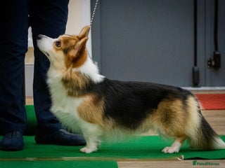 Welsh Corgi Pembroke dogs in Blackwood - Advert 1