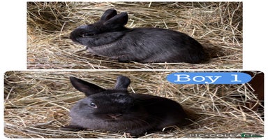 Netherland Dwarf rabbits in Manchester - Advert 9