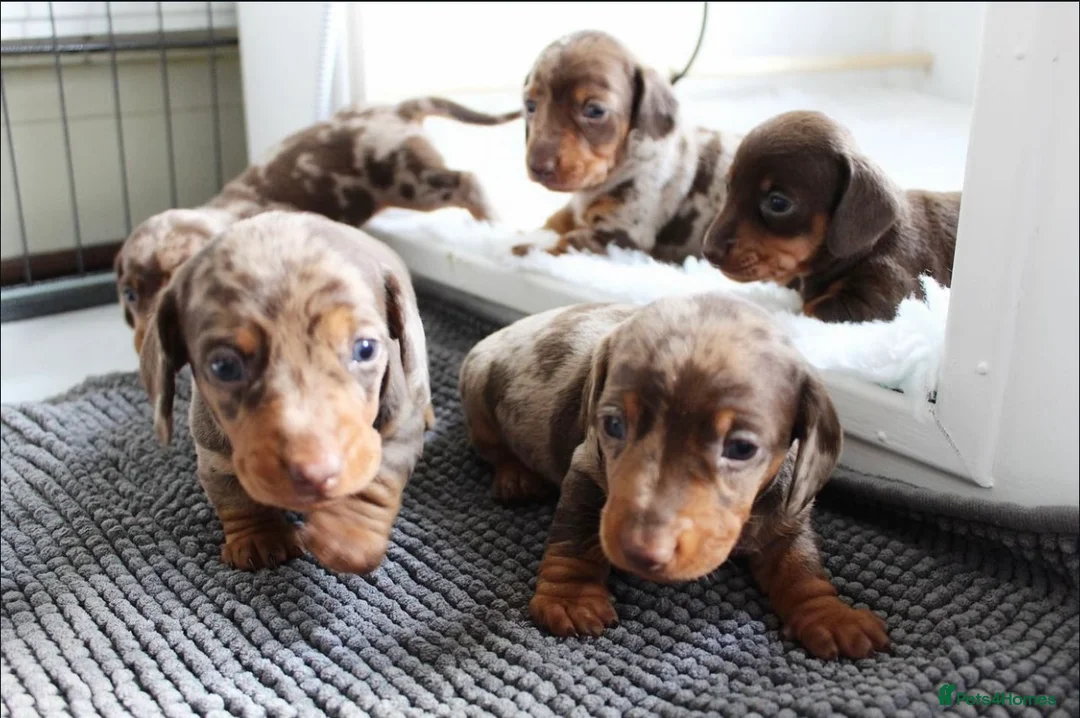 Miniature Dachshund dogs for sale: Chocolate miniature Dachshund puppies. - Advert 8
